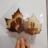 Фото профиля 梧桐叶