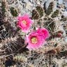 Фото профиля Cactus Cathy
