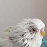 KosucuP profil fotoğrafı