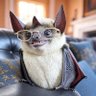 Profilbild von Batturd