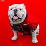 Brandon🔴⚫️🐶🏆🏆 profil fotoğrafı