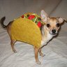 taco_de_perro 的头像