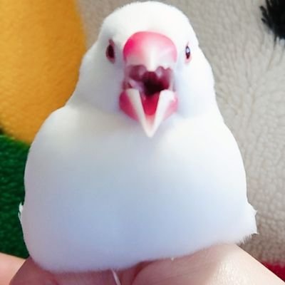 keo_pip's profile picture