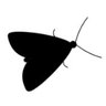 moth 的头像
