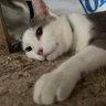 ねこ₍˄·͈༝·͈˄₎◞︎ ̑̑ෆ⃛ 的头像