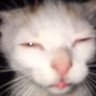 BallisticMain2077's profile picture
