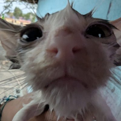 milanesa 's profile picture