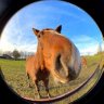 HorsePilled's profile picture