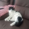Фото профиля Gatita 🇨🇱 🐈