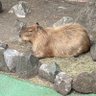 Фото профиля カピ原
