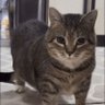 Carrot fish's profile picture