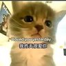一只爱看恋爱番的猫 的头像