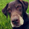 Odenwald-Dogwalker's profile picture