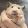 🐹 Hammie's profile picture