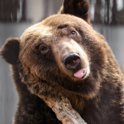 Bear Of The Day!'s profile picture