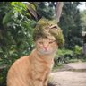 pepi's profile picture