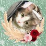 Profilbild von HARUKAと触れない猫