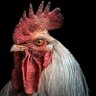 Zumaatax profil fotoğrafı
