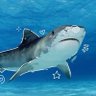 🩶Tigershark🦈's profile picture