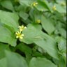 horseherb 的头像
