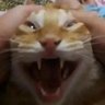 Cris021's profile picture