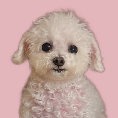 しろい妖精さん's profile picture