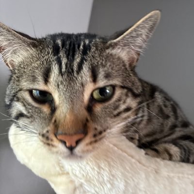 leah's profile picture