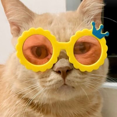 bogorshorthair's profile picture