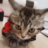 Фото профиля じゃきこ