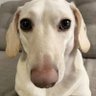 Profilbild von the dog who knows does 300