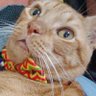 Profilbild von Mostly Harmless Connormetrics