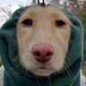 WeinerDogFarts20 的头像