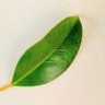 🍊和っこ🌿's profile picture