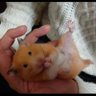 とっぷろ🐹🐸🦌🐎⚾@86党 的头像