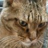 Фото профиля ひげ猫ころ