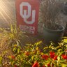 Sooner_♥️'s profile picture