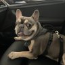 Chill's profile picture