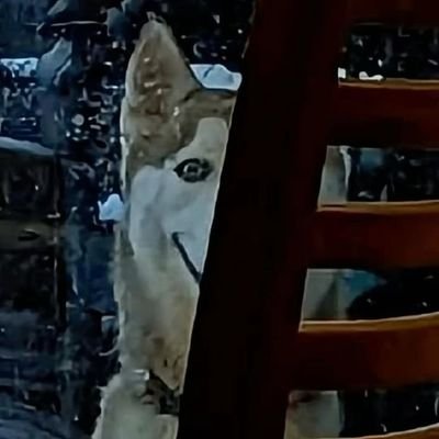chocosnowflake_'s profile picture
