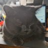 真诚必杀技's profile picture