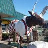 Moose 的头像