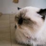 แม่กุ๊กลูกชายอยู่จีน 的头像