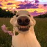 Profilbild von Godin Nova's onderdaan