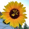 The Rose Within (Shannon)'s profile picture
