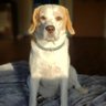Cachorro Bruce profil fotoğrafı