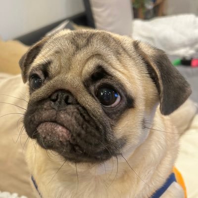 パグのもろみ's profile picture