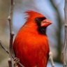 Red Cardinal 的头像