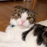 kaoru🍹 profil fotoğrafı