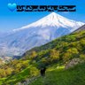 Bibi Bolhassani's profile picture