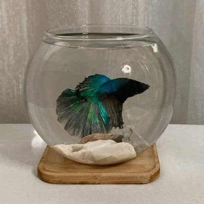 lavanyajune's profile picture