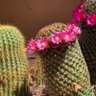 Фото профиля Cactusjo